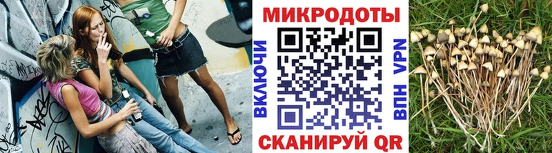 Купить закладки  Лермонтов  Галлюциногенные грибы Cubensis 